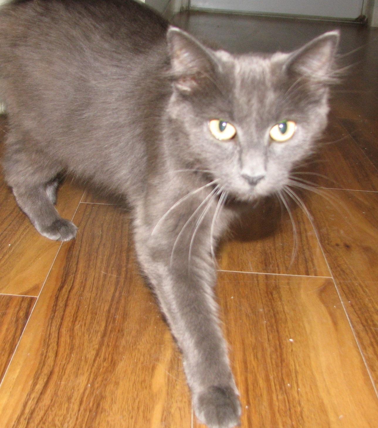 Enlarge 5493 Lynn, a ADOPTABLE Russian Blue in Lawrenceburg, KY image 3/6
