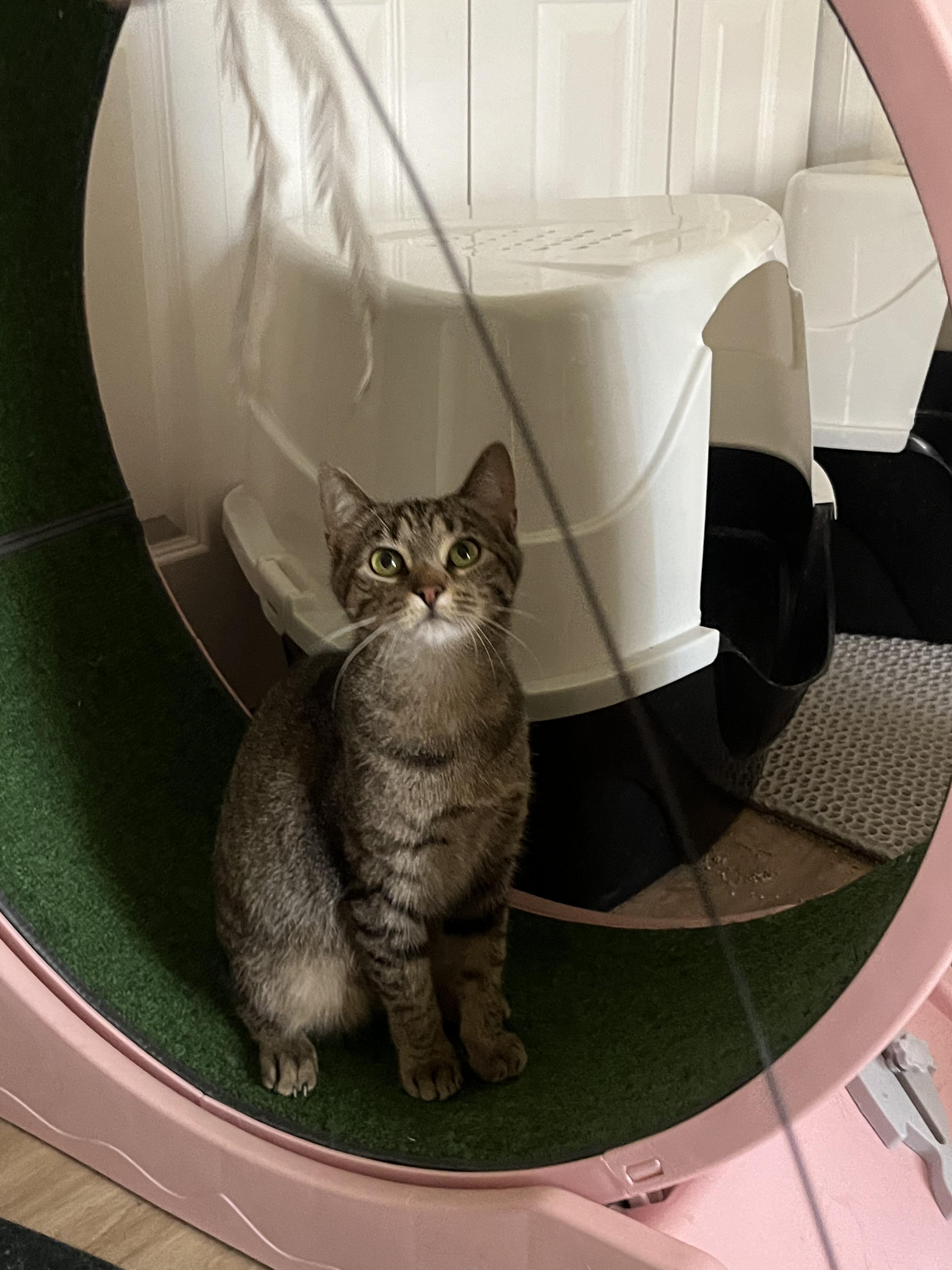 Enlarge Cashmere, a Adoptable Domestic Short Hair in Campbellsville, KY image 2/5