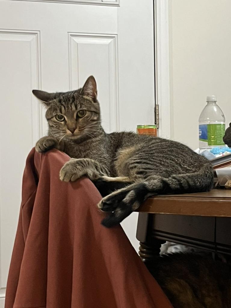 Cashmere, Adoptable, Young Female Domestic Short Hair.