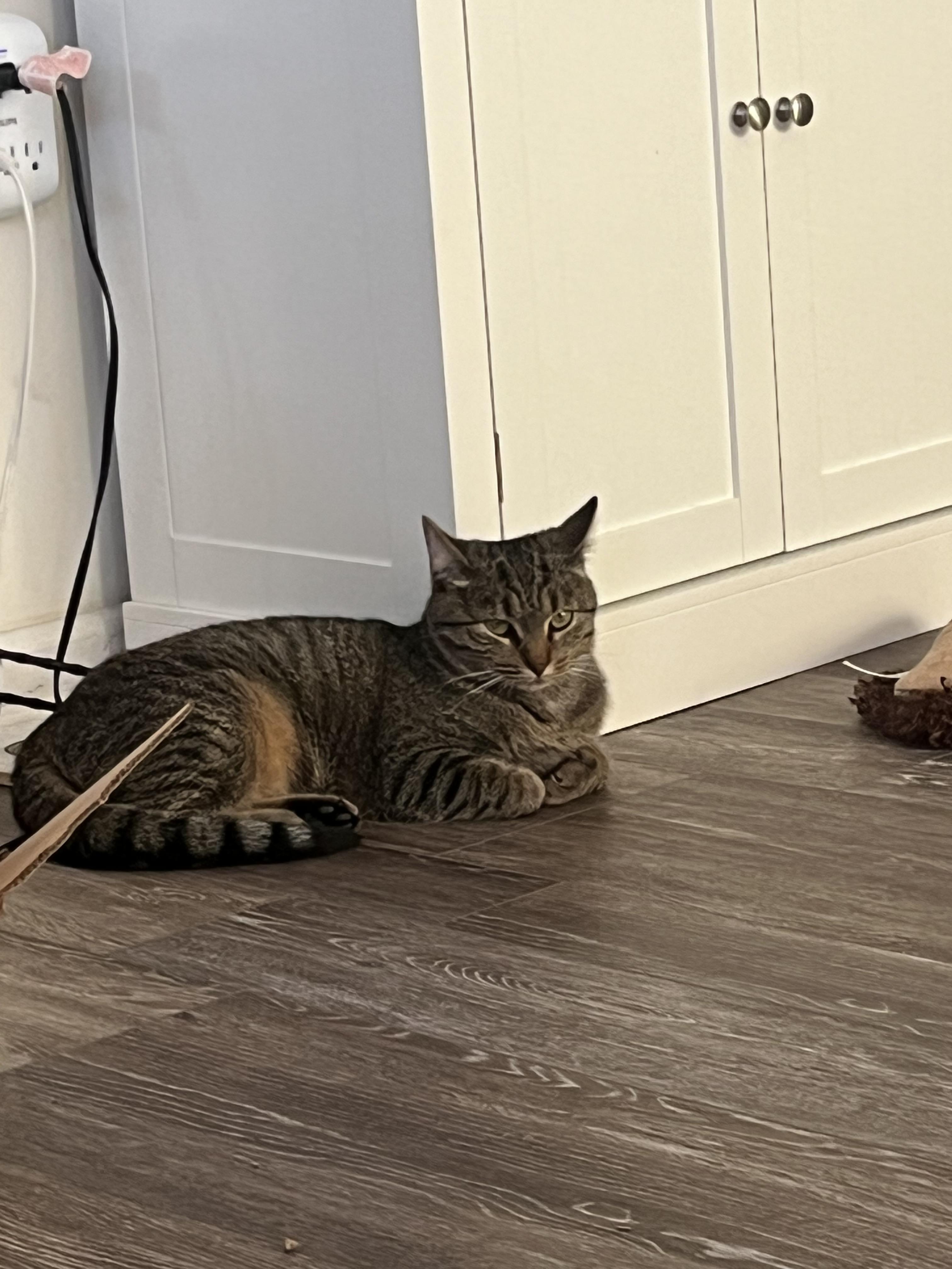 Enlarge Cashmere, a Adoptable Domestic Short Hair in Campbellsville, KY image 3/5