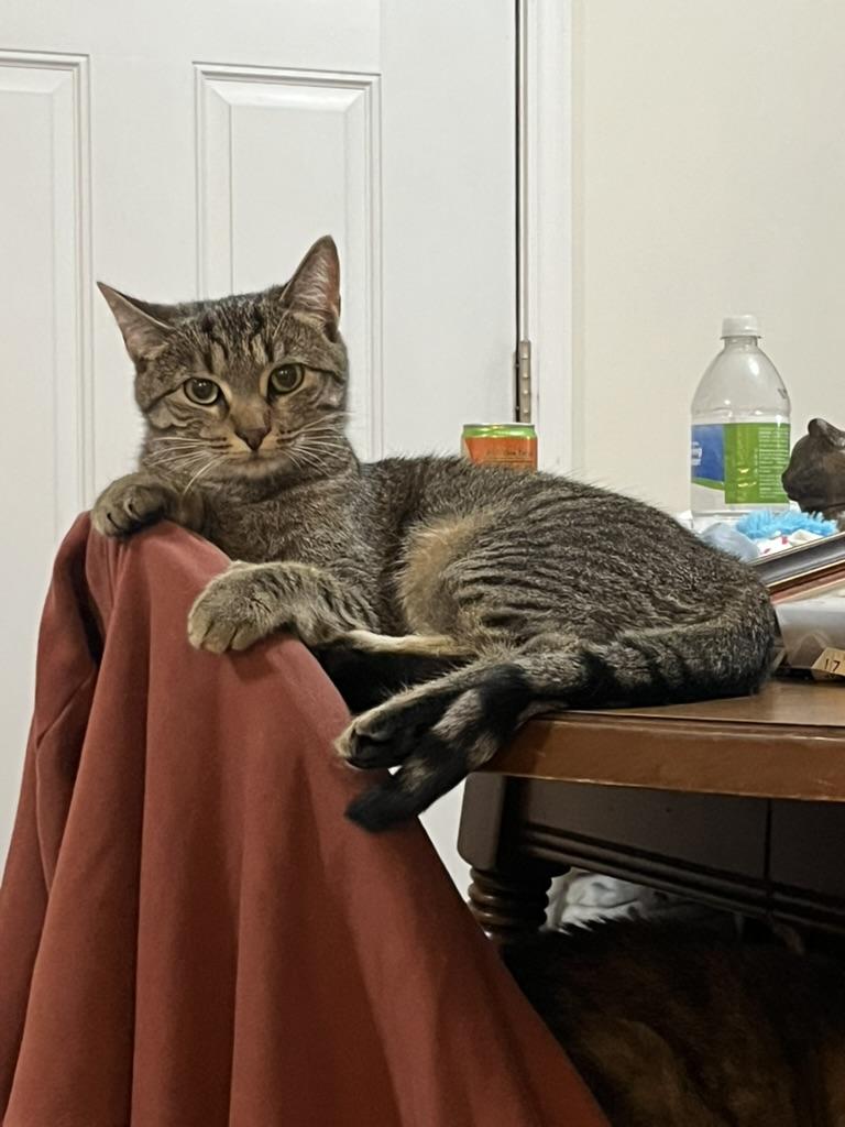 Enlarge Cashmere, a Adoptable Domestic Short Hair in Campbellsville, KY image 4/5