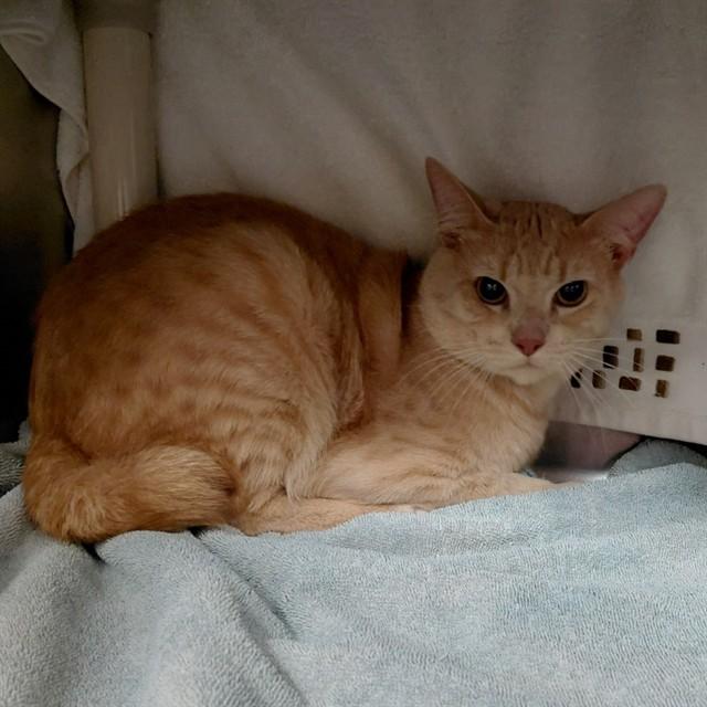 SERRANO, Adoptable, Young Male Domestic Short Hair.