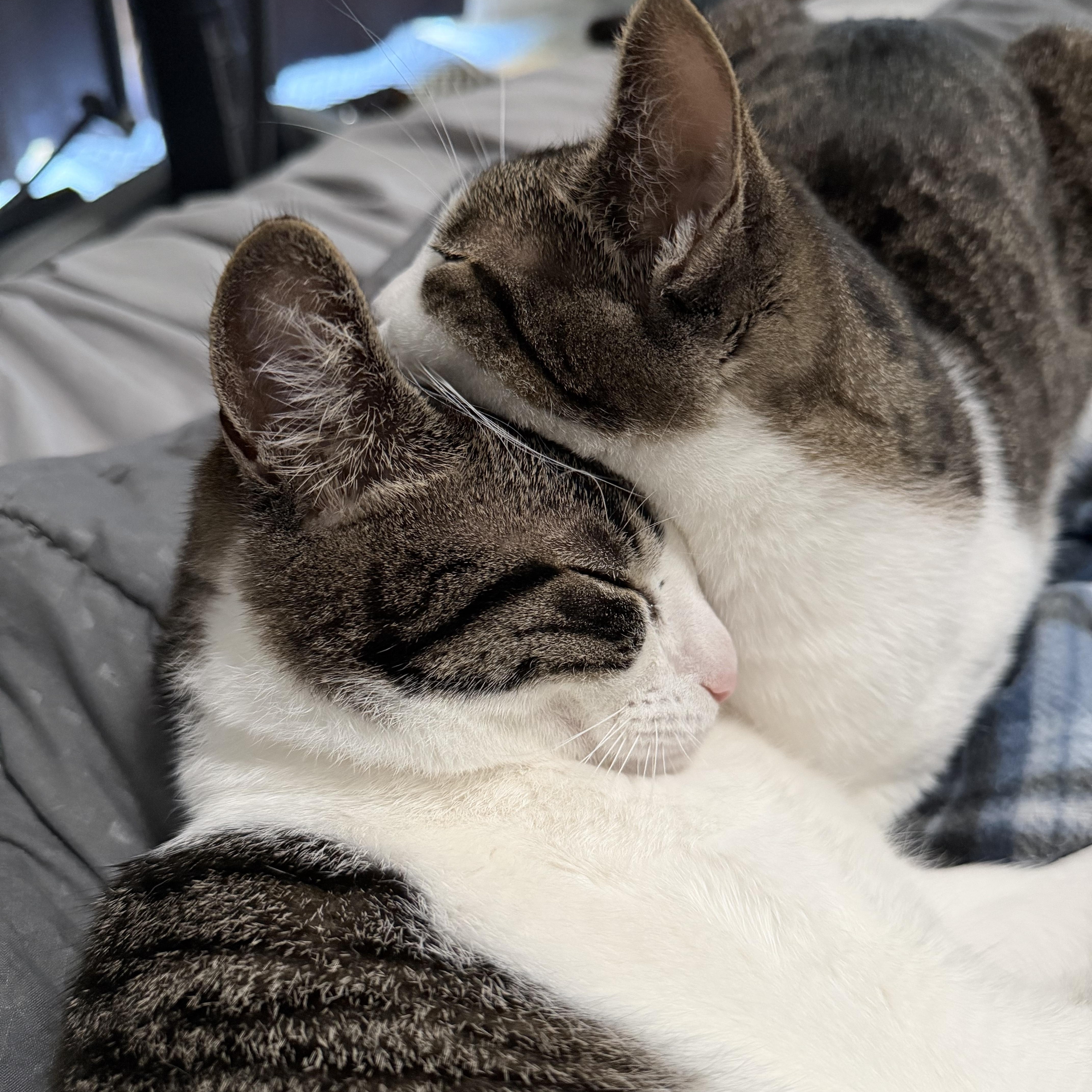 Enlarge Georgie (bonded with Lyla), a Adoptable Domestic Short Hair in Silverton, OR image 5/5