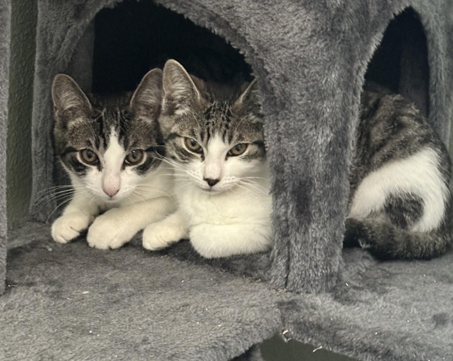 Georgie (bonded with Lyla), Adoptable, Kitten Male Domestic Short Hair.