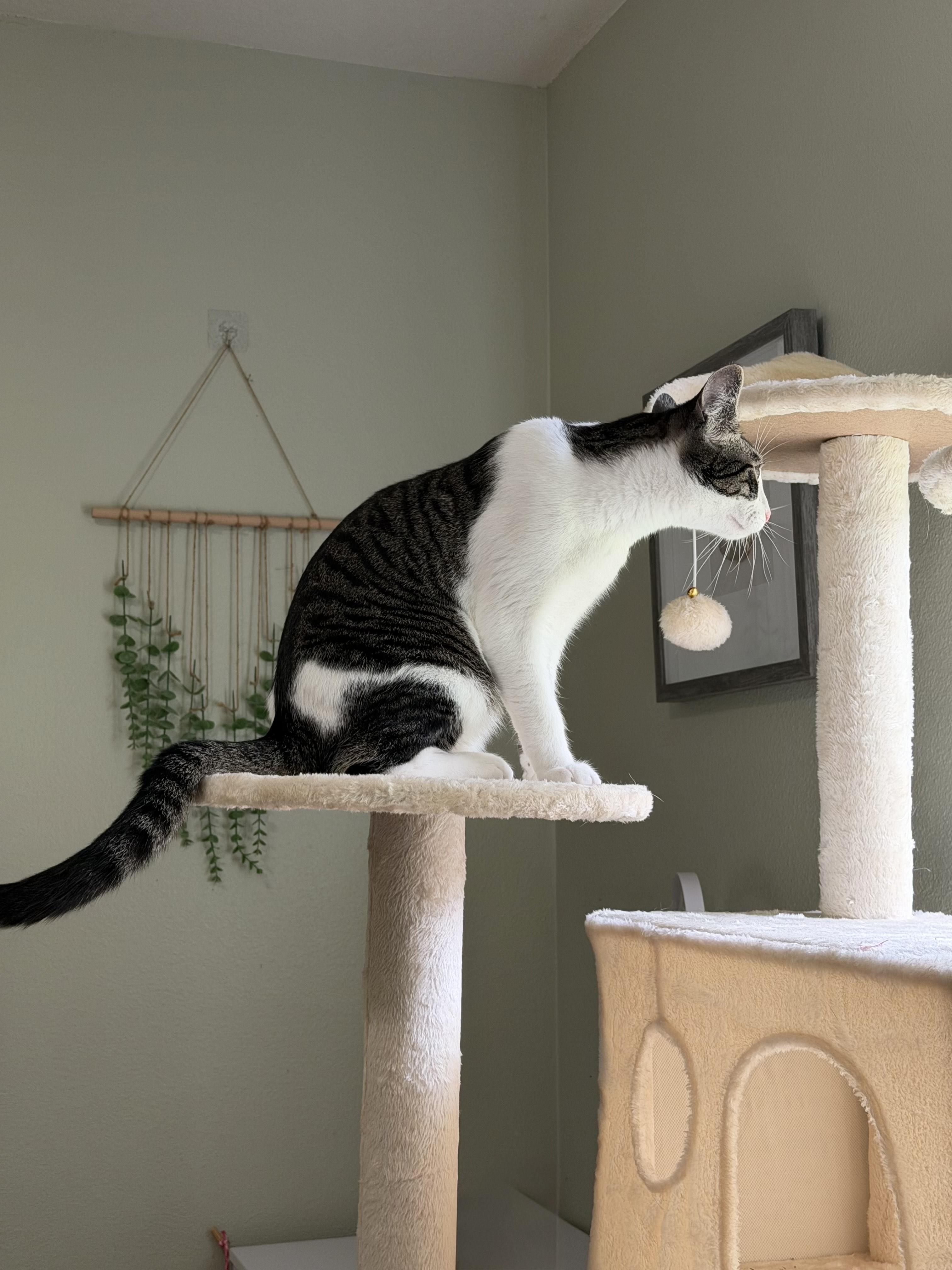 Enlarge Georgie (bonded with Lyla), a Adoptable Domestic Short Hair in Silverton, OR image 3/5