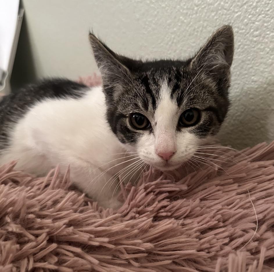 Enlarge Georgie (bonded with Lyla), a Adoptable Domestic Short Hair in Silverton, OR image 2/5