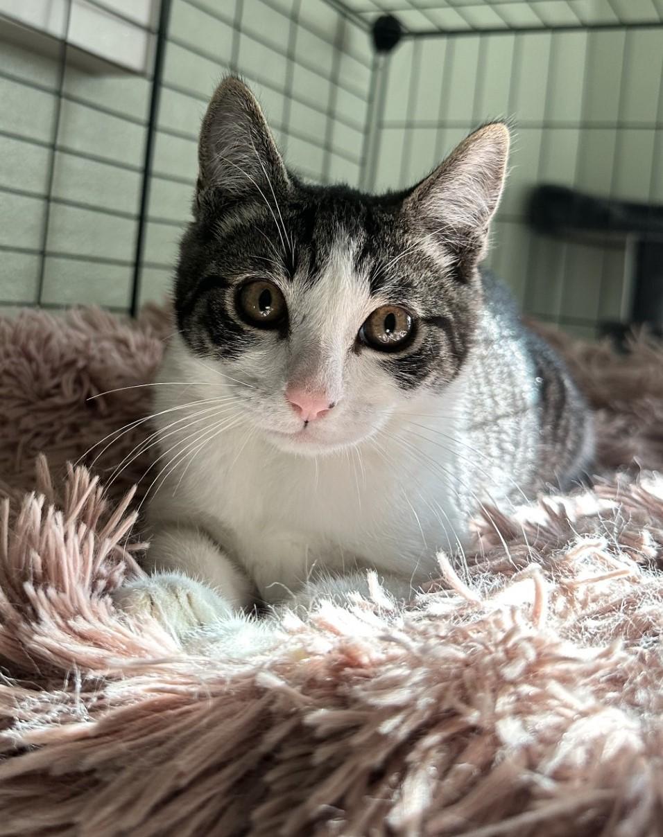 Georgie (bonded with Lyla)