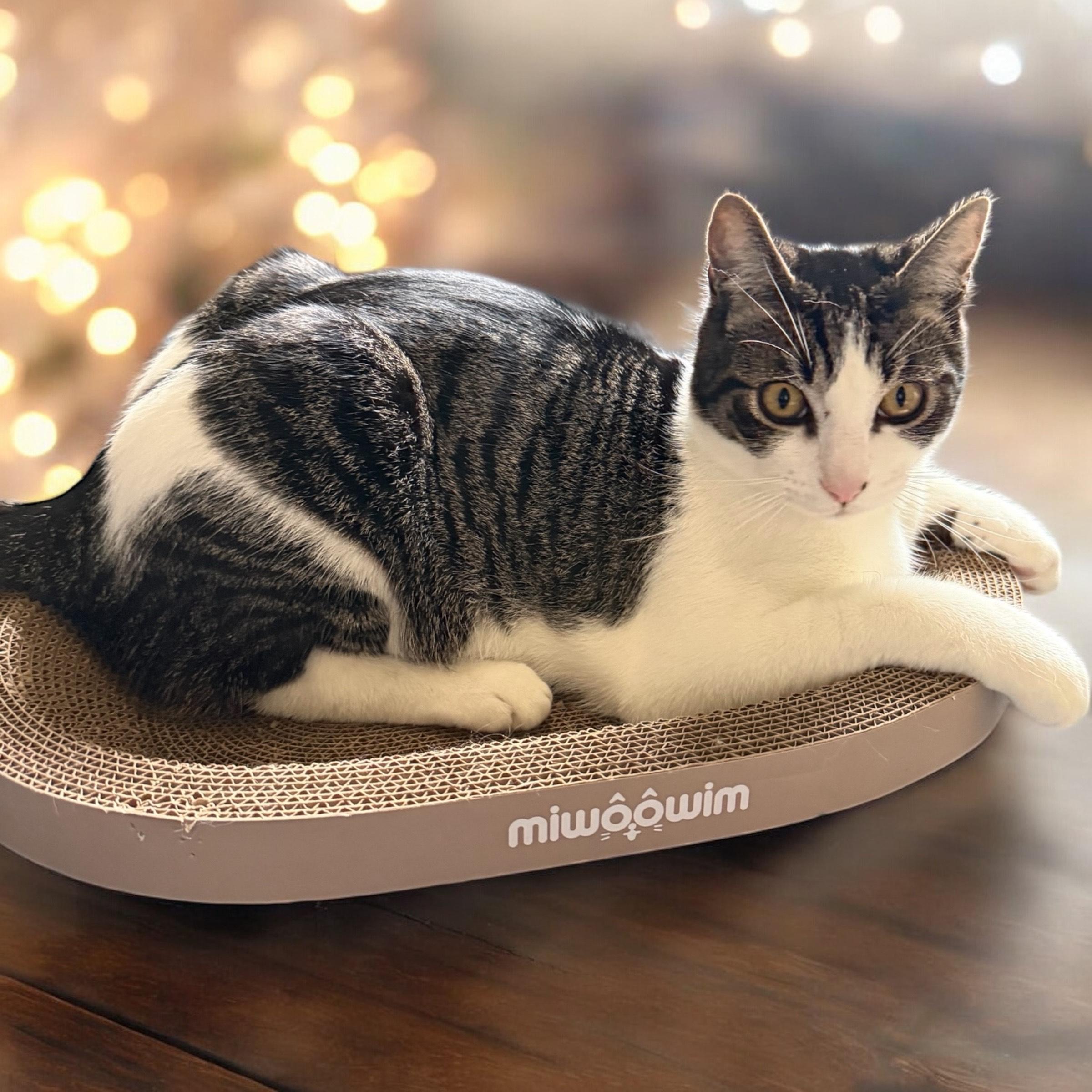 Enlarge Georgie (bonded with Lyla), a Adoptable Domestic Short Hair in Silverton, OR image 1/5