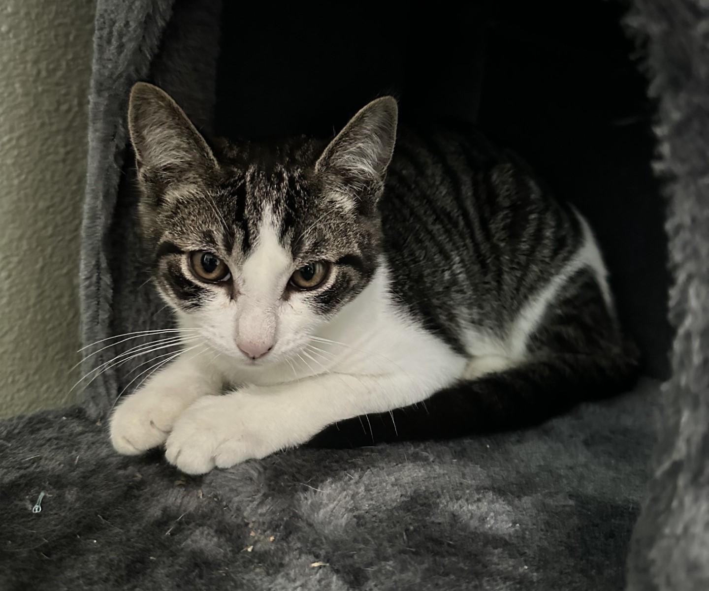 Enlarge Georgie (bonded with Lyla), a Adoptable Domestic Short Hair in Silverton, OR image 4/5