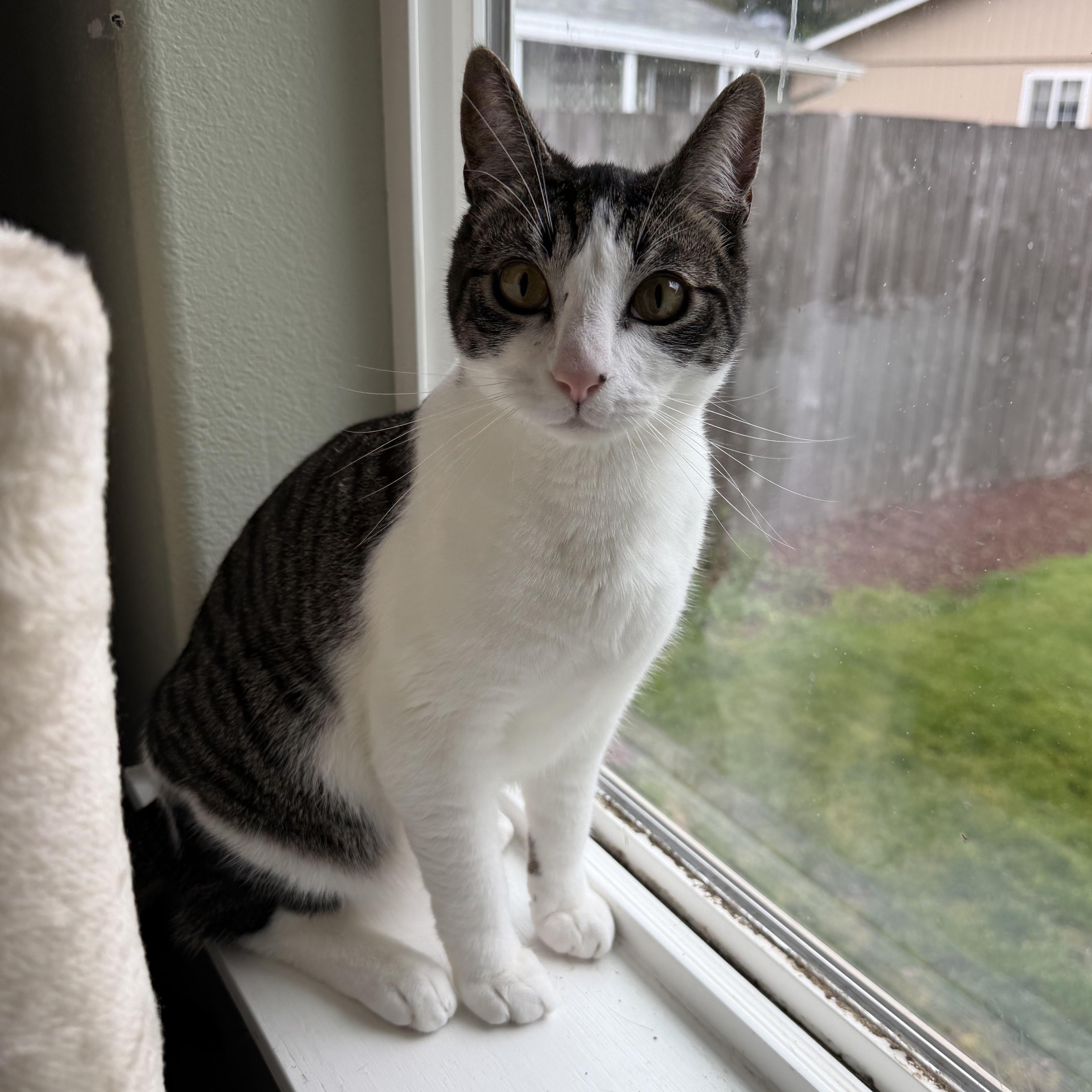 Enlarge Georgie (bonded with Lyla), a Adoptable Domestic Short Hair in Silverton, OR image 4/5