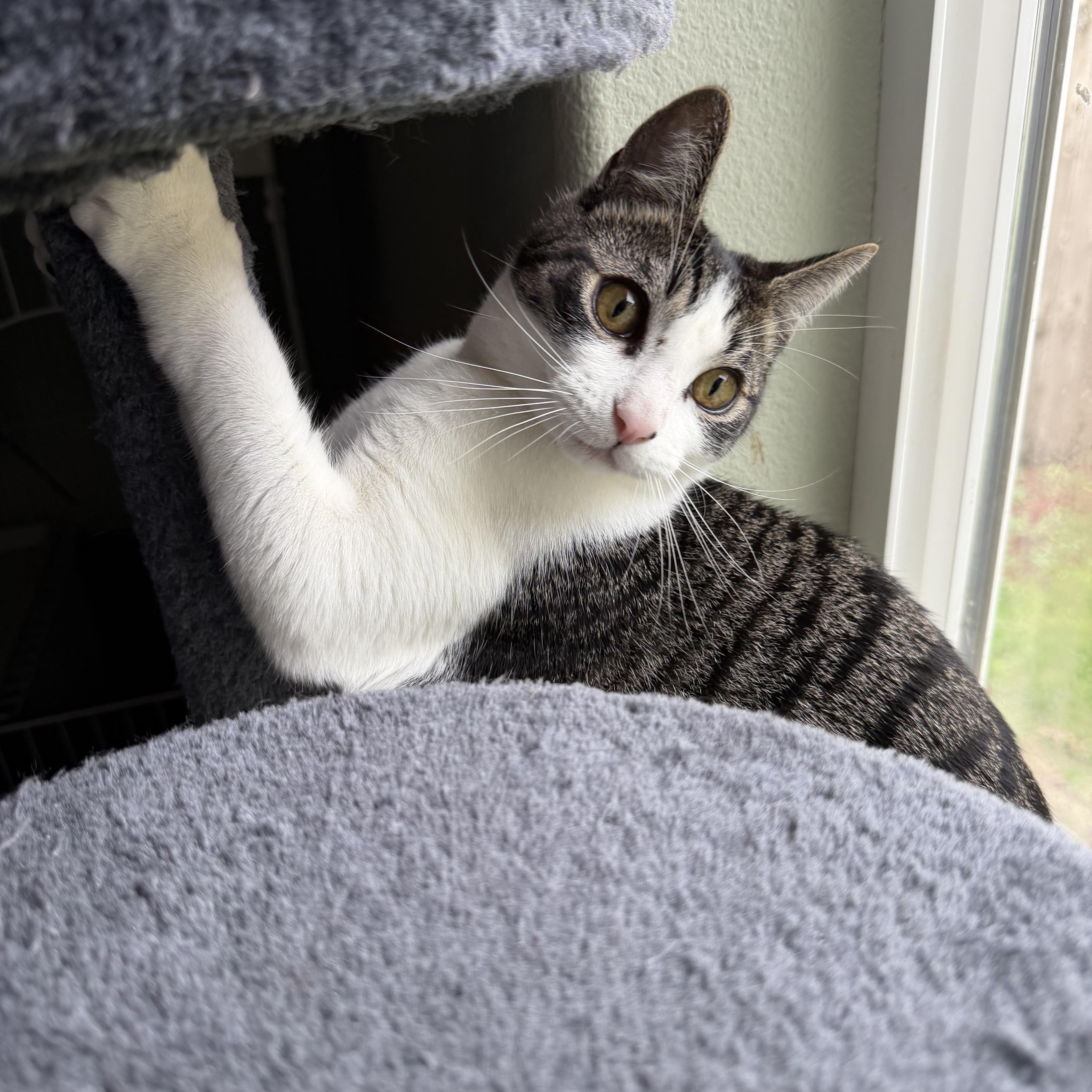 Enlarge Georgie (bonded with Lyla), a Adoptable Domestic Short Hair in Silverton, OR image 2/5