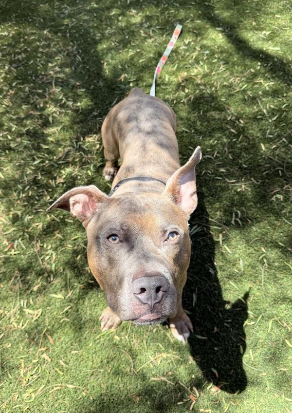 Riko, Adoptable, Young Male Pit Bull Terrier.