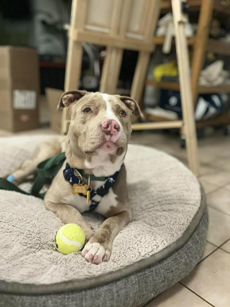 Brad Sitt, Adoptable, Young Male American Bulldog.