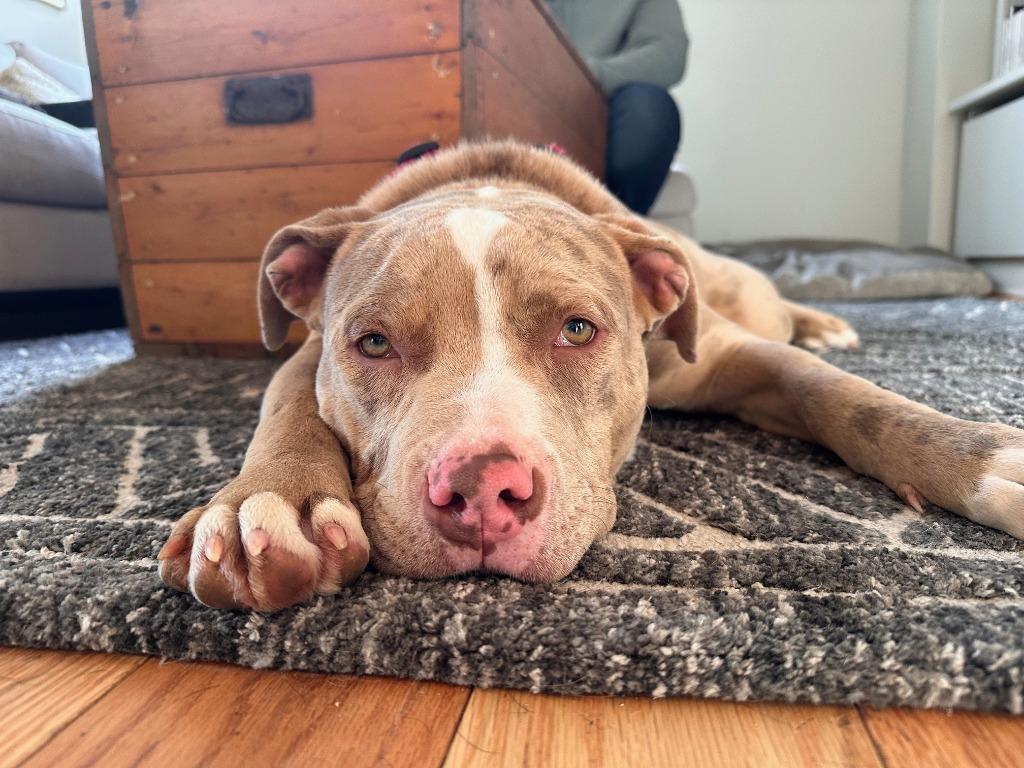 Brad Sitt, Adoptable, Young Male American Bulldog.