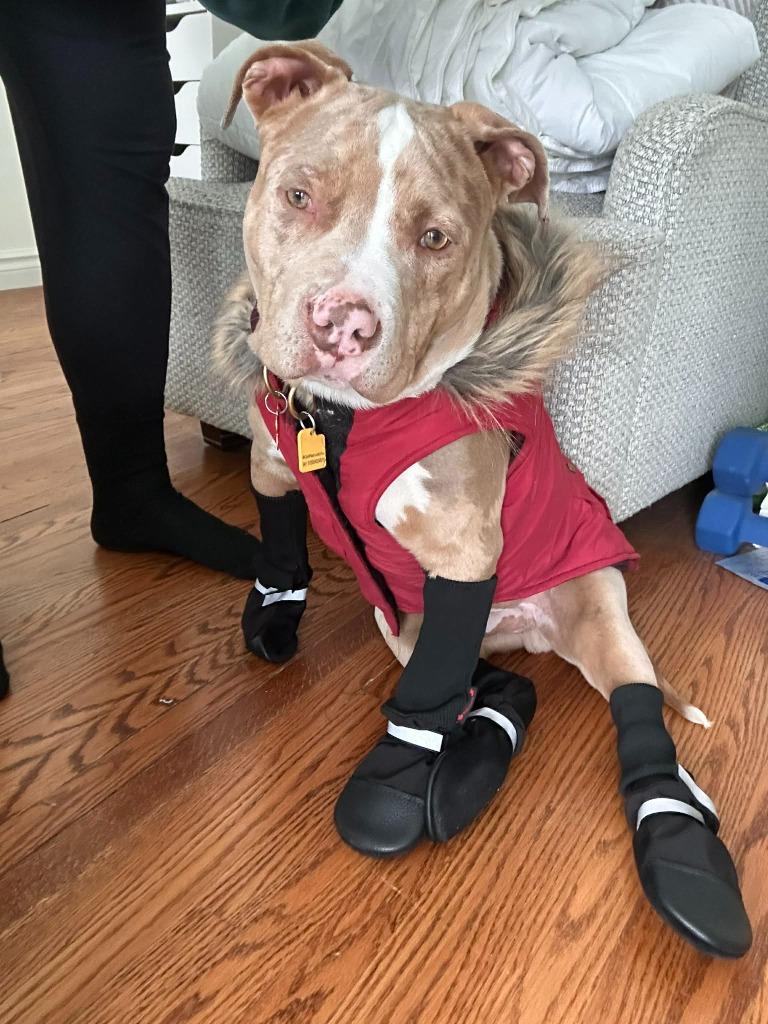 Enlarge Brad Sitt, a Adoptable American Bulldog in Toronto, ON image 2/3