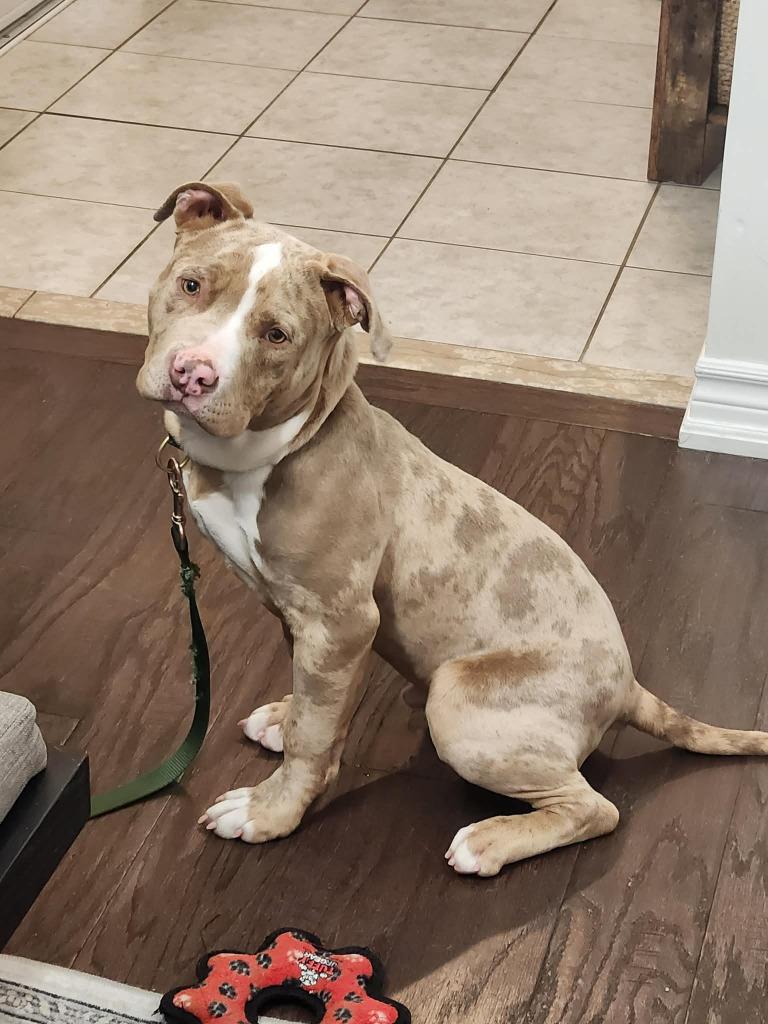Enlarge Brad Sitt, a Adoptable American Bulldog in Toronto, ON image 3/3