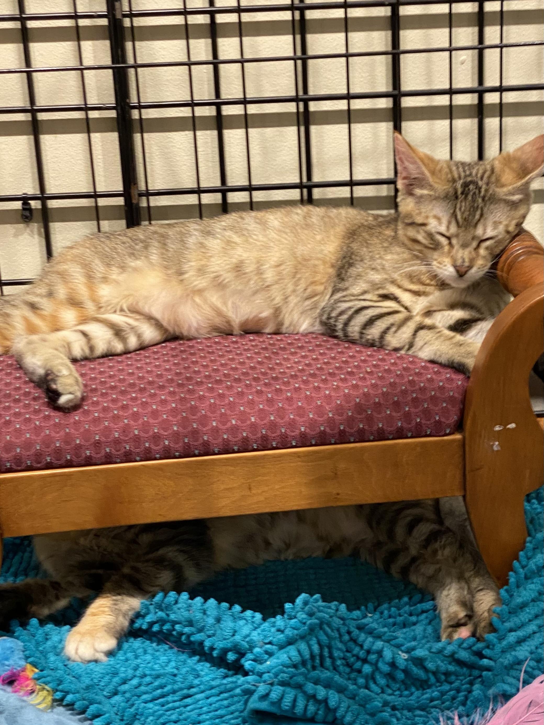 Enlarge Meander, a Adoptable mixed breed in Stanwood, WA image 2/3