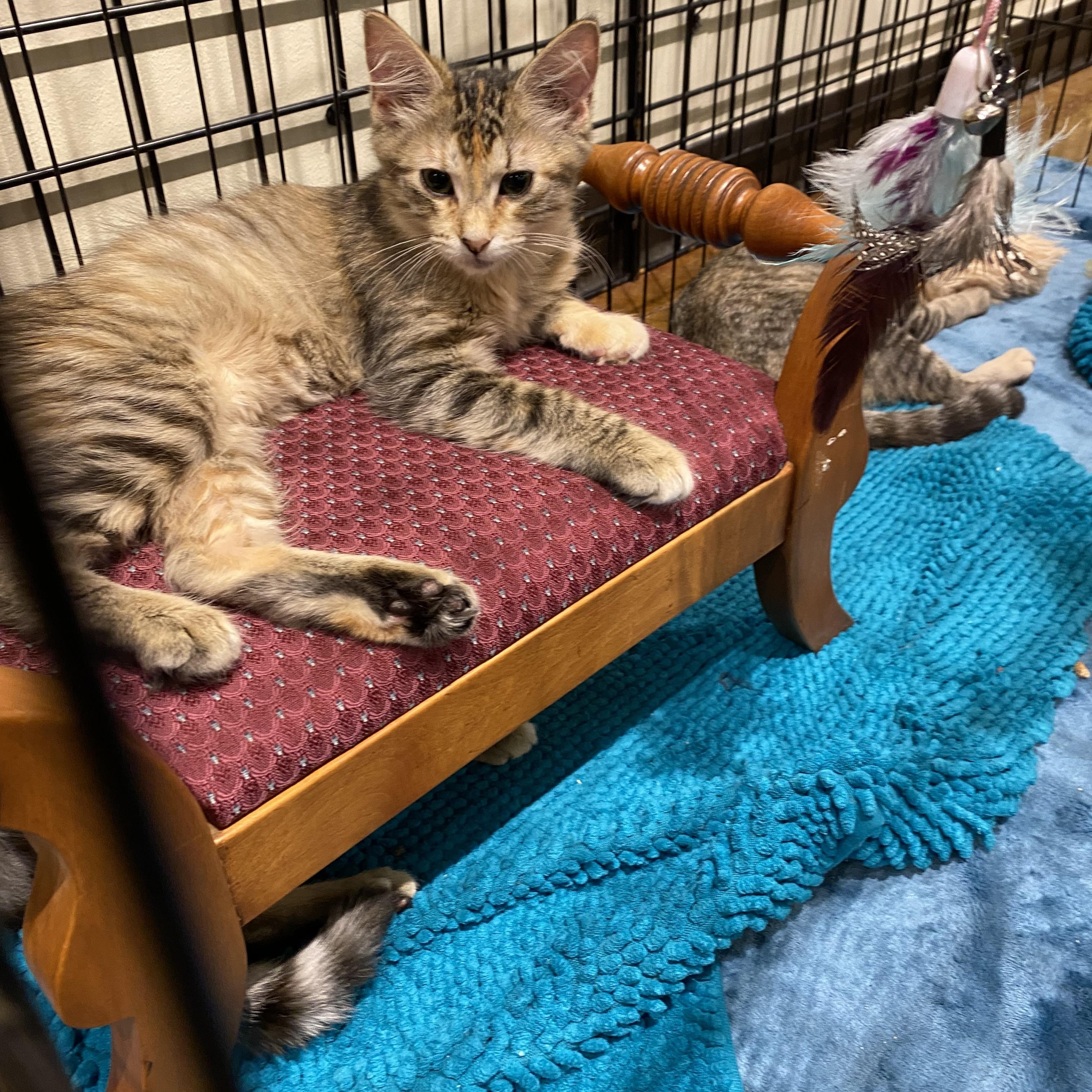 Meander, Adoptable, Young Female Abyssinian.