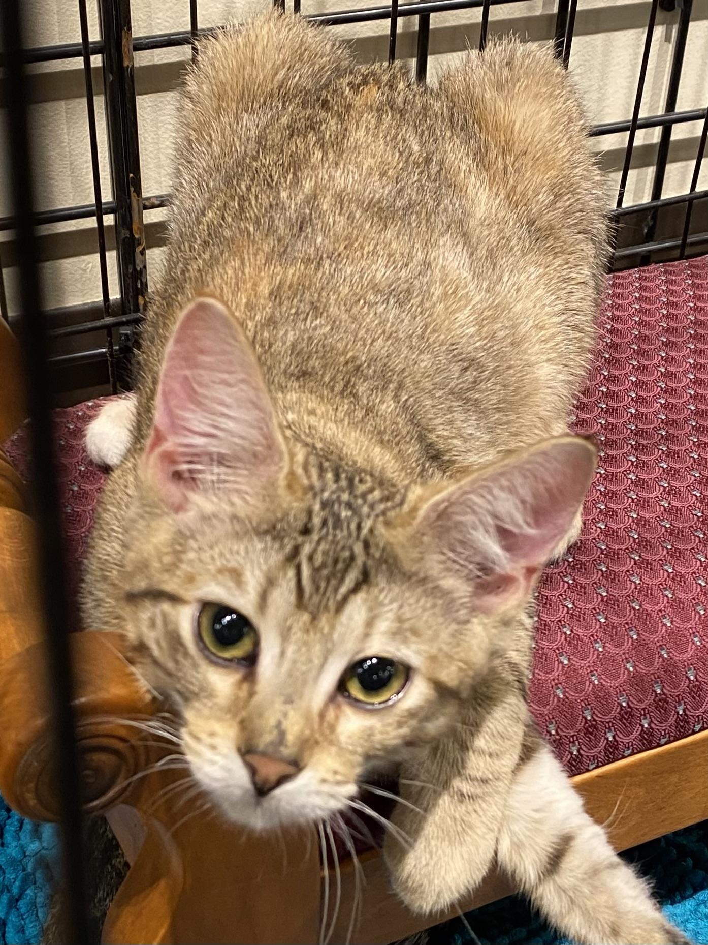 Enlarge Meander, a Adoptable mixed breed in Stanwood, WA image 3/3