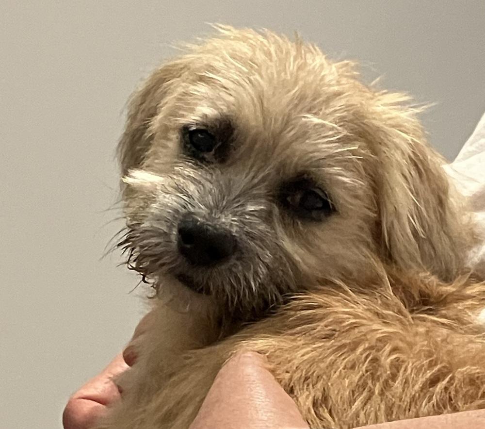 Enlarge Anna-Beth, a Adoptable mixed breed in Syracuse, NY image 2/6