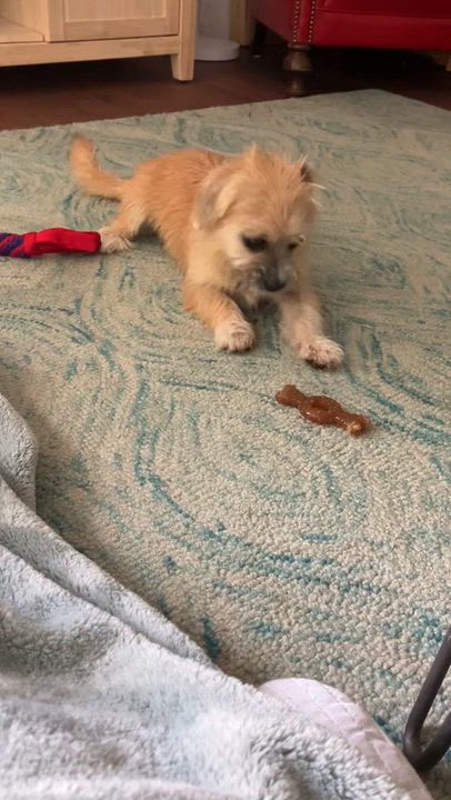 Enlarge Anna-Beth, a Adoptable mixed breed in Syracuse, NY video 5/6