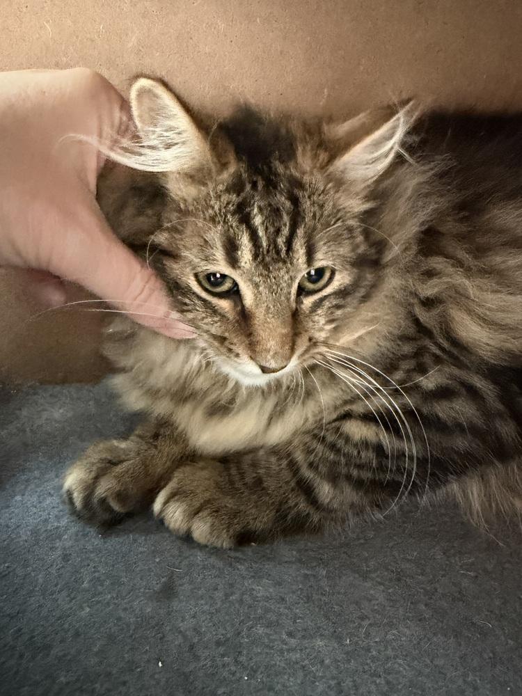 Schitt's Creek: Roland Schitt, Adoptable, Kitten Male Tabby & Domestic Long Hair.