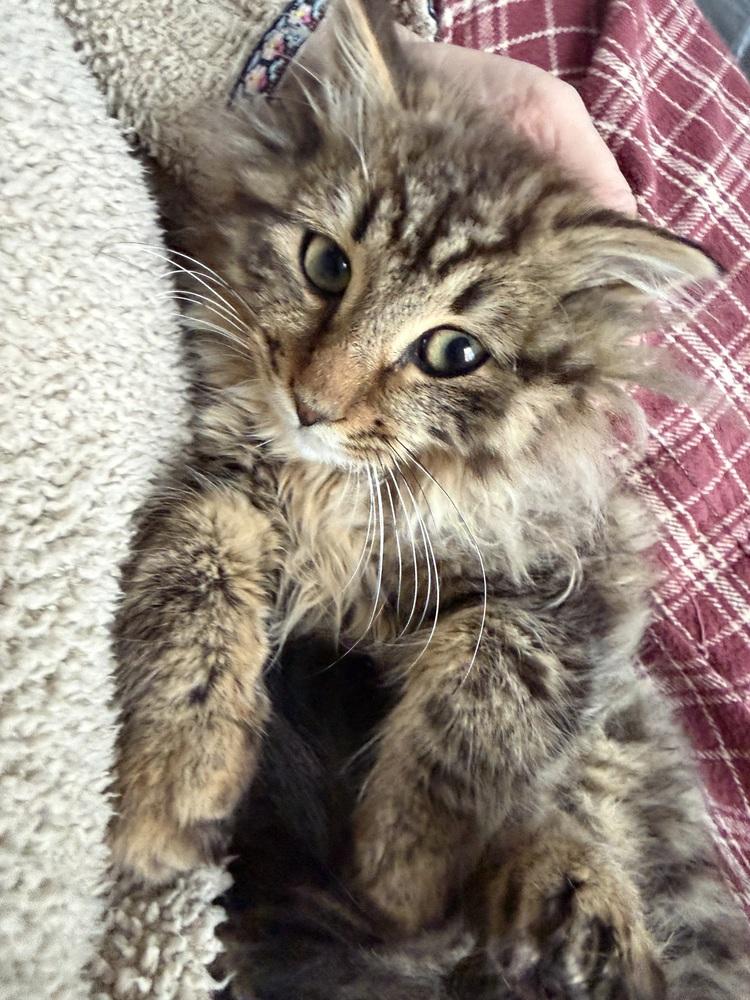 Enlarge Schitt's Creek:  Roland Schitt, a Adoptable mixed breed in Warren, CT image 2/6