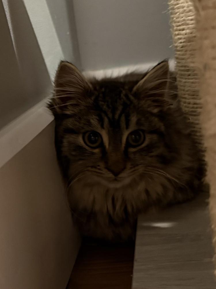 Enlarge Schitt's Creek:  Roland Schitt, a Adoptable mixed breed in Warren, CT image 3/6