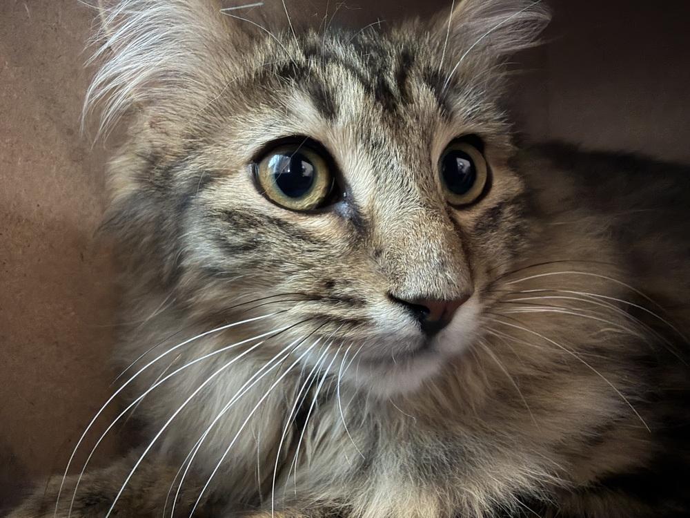 Enlarge Schitt's Creek:  Roland Schitt, a Adoptable mixed breed in Warren, CT image 4/6