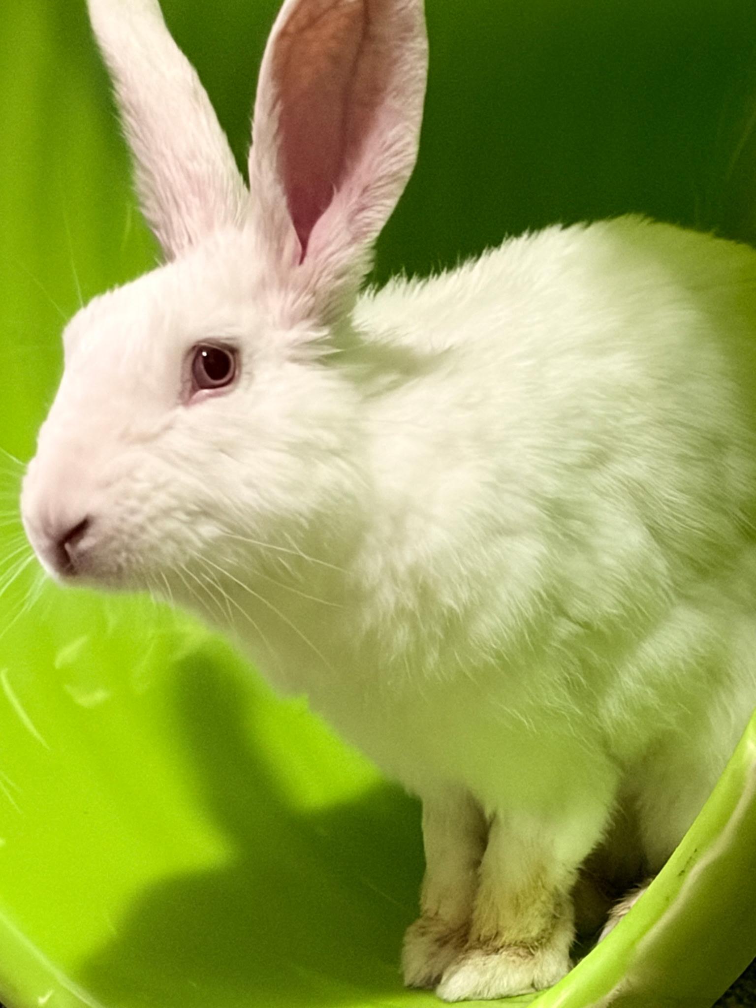 Enlarge Casper, a ADOPTABLE American in Lee's Summit, MO image 3/4