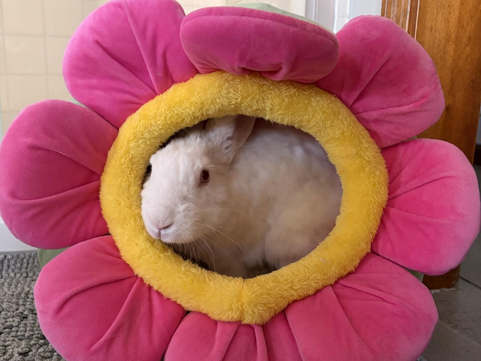 Enlarge Casper, a ADOPTABLE American in Lee's Summit, MO image 2/4