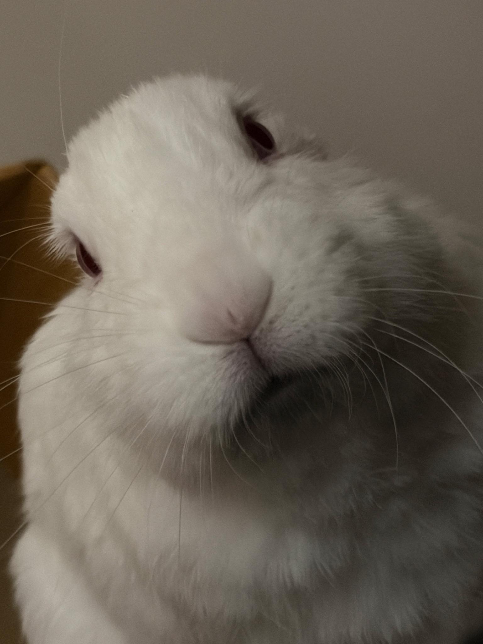 Enlarge Casper, a ADOPTABLE American in Lee's Summit, MO image 4/4