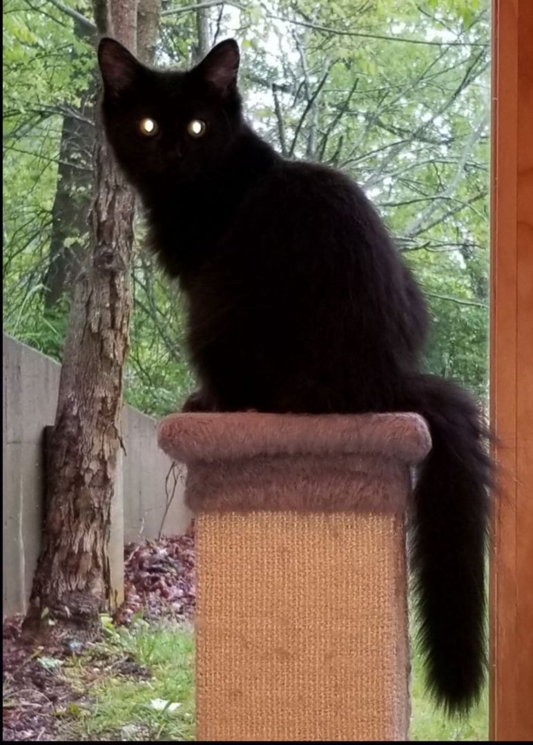 Fuzzy