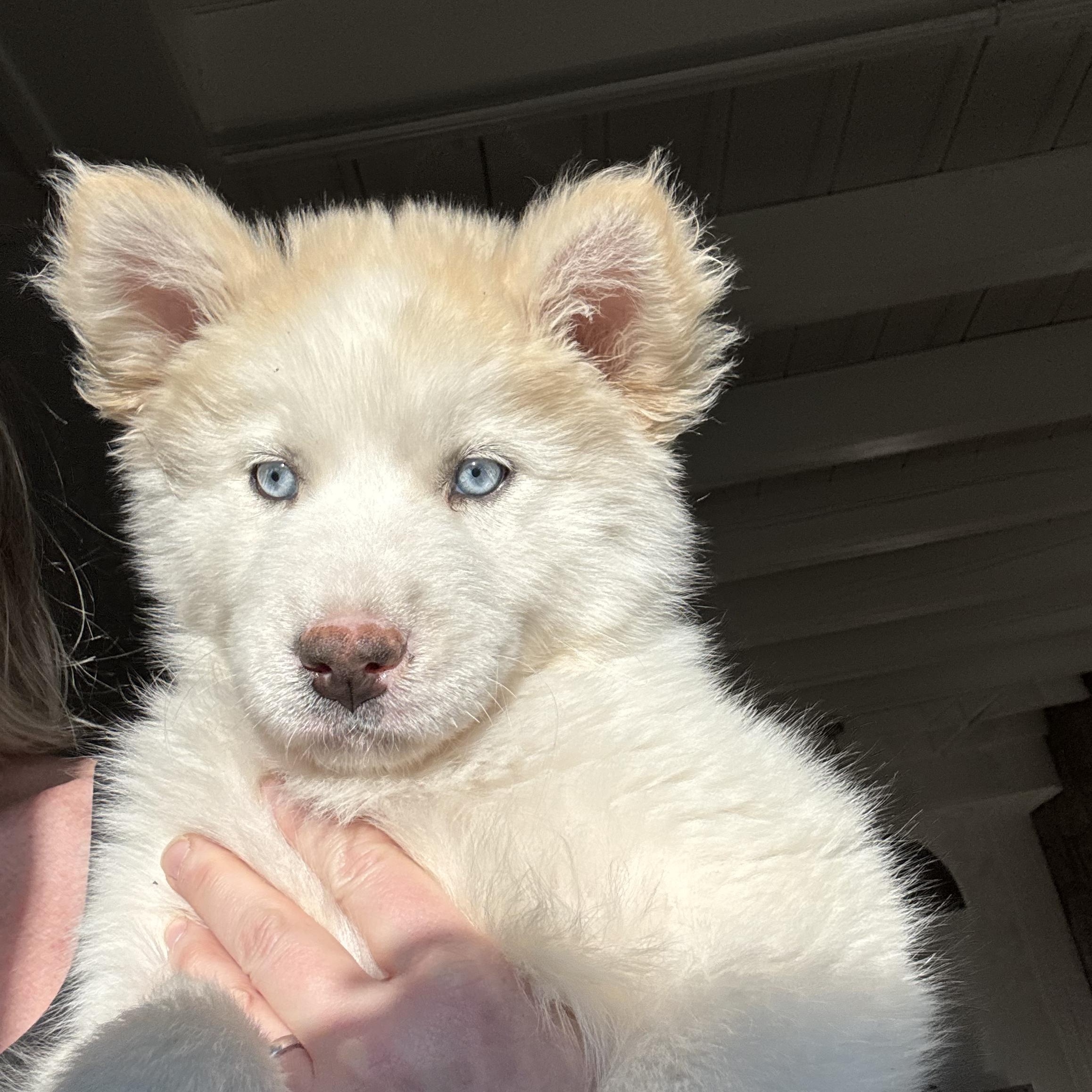 Enlarge Mishka, a Adoptable mixed breed in Monroe, NC image 4/4