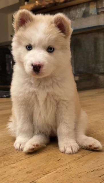 Mishka, Adoptable, Puppy Female Samoyed & American Eskimo Dog.