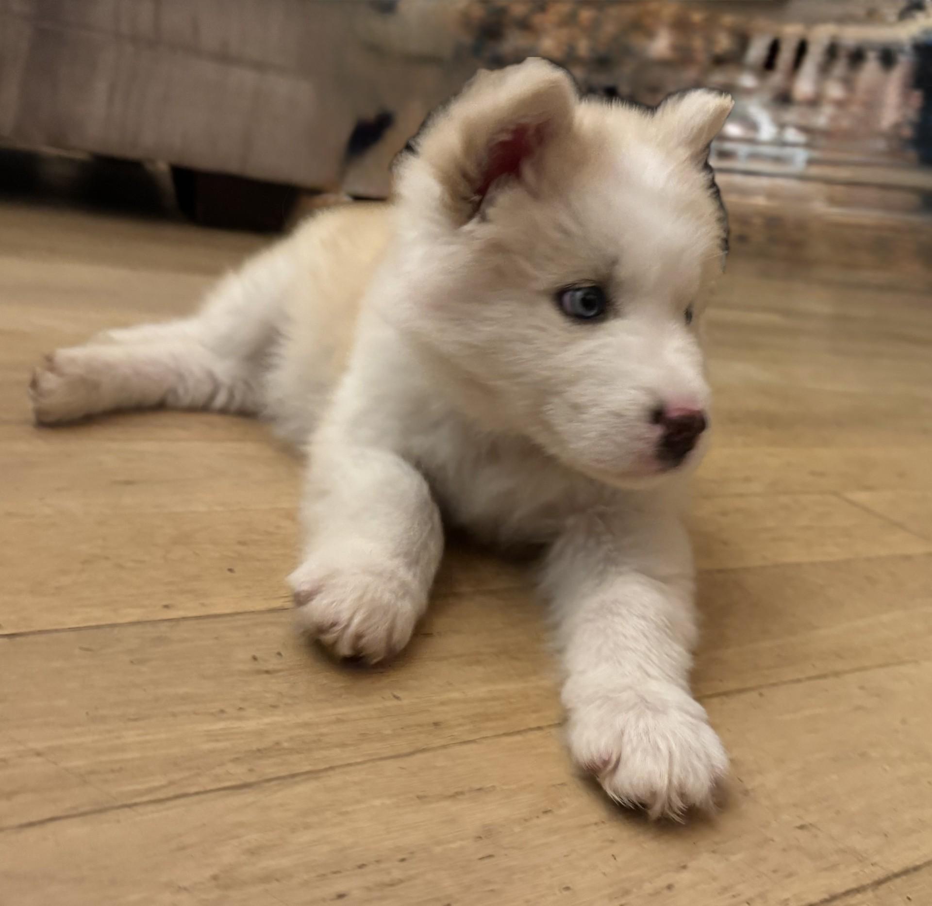 Enlarge Mishka, a Adoptable mixed breed in Monroe, NC image 2/4