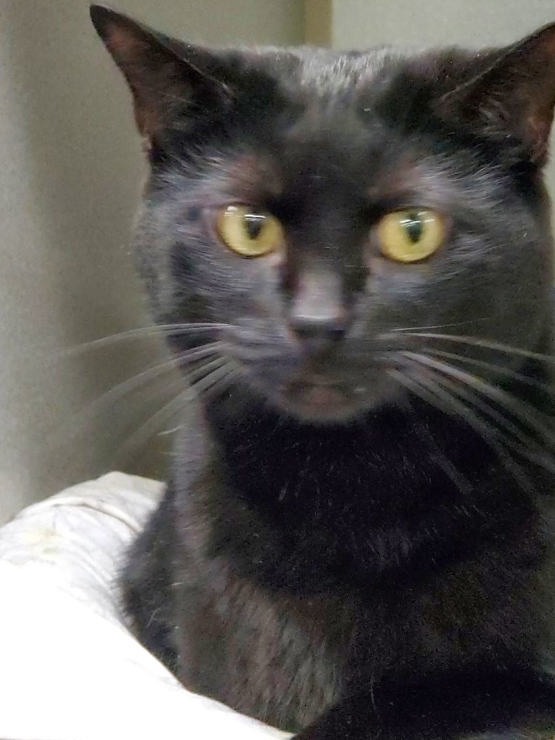 Joy, Adoptable, Adult Female Domestic Short Hair.