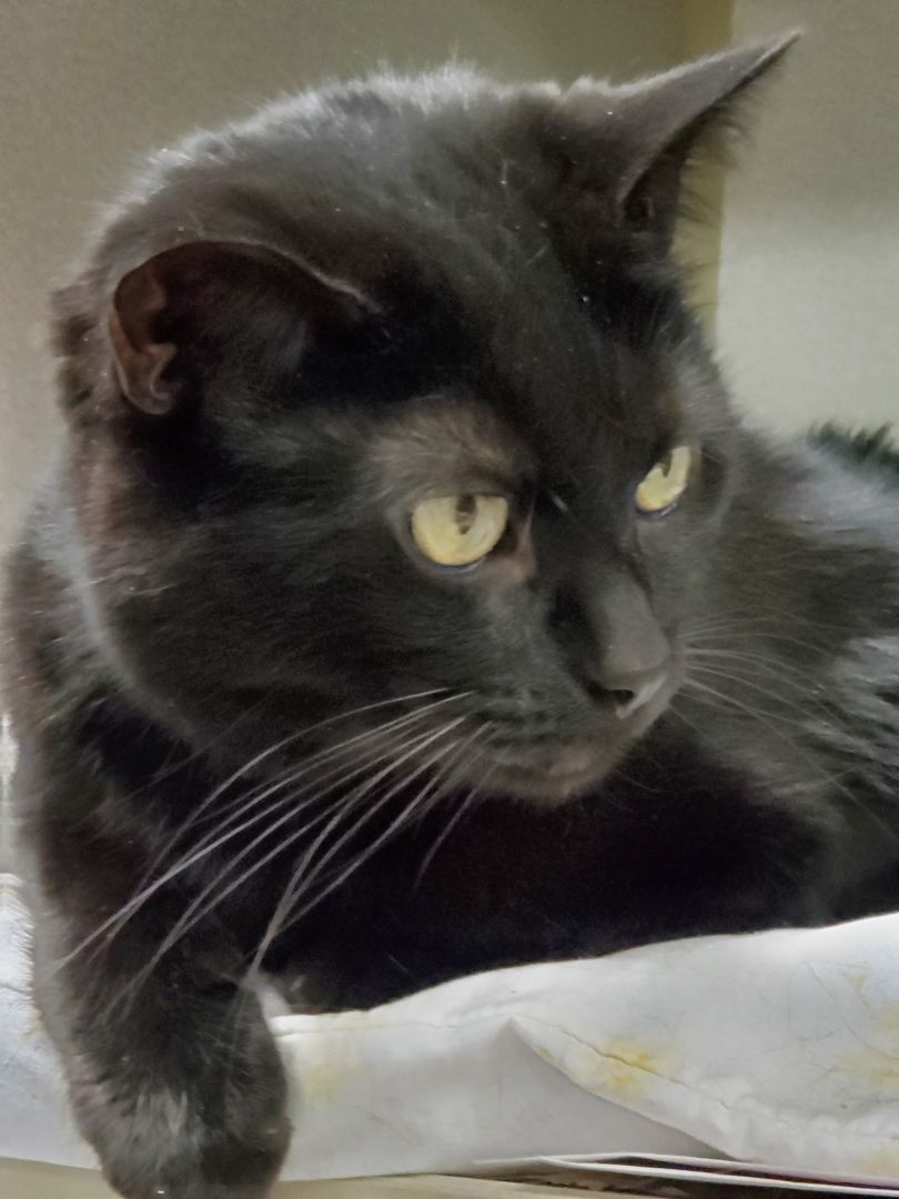 Enlarge Joy, a Adoptable Domestic Short Hair in Sharpsville, PA image 2/2