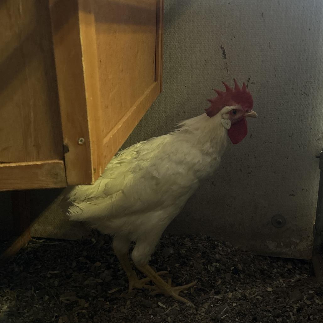 Beau, Adoptable, Baby Male Chicken.