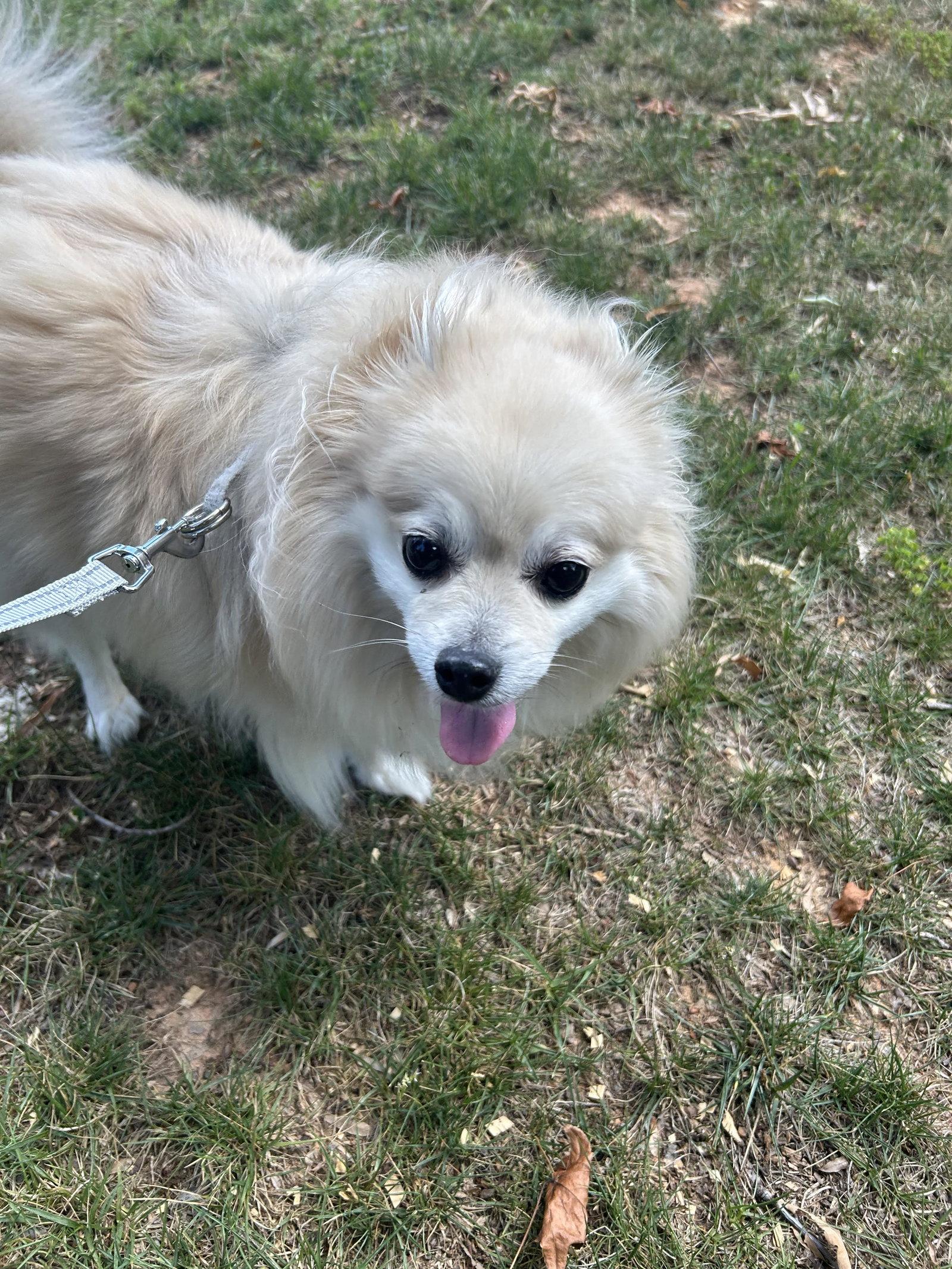 Louie, Adoptable, Adult Male Pomeranian.