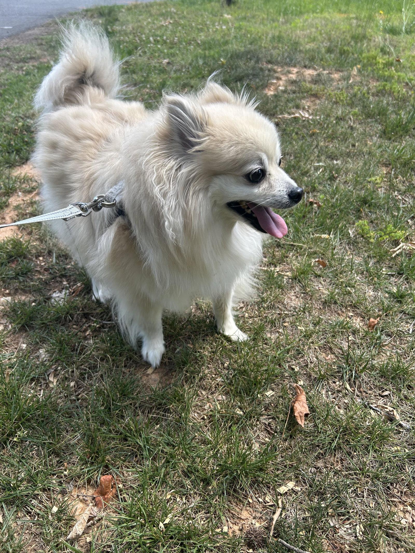 Louie, a Adoptable Pomeranian in Charlotte, NC image 2/2