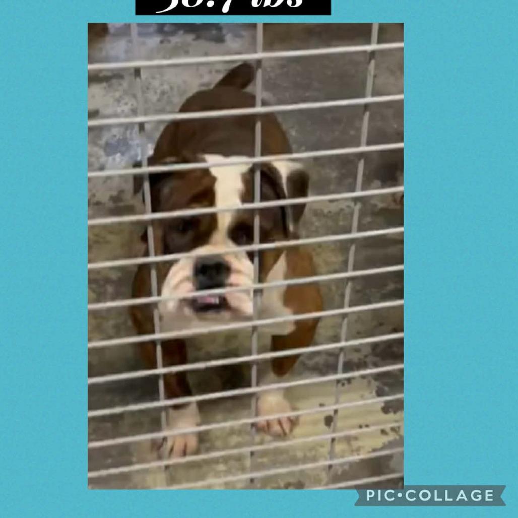 Tinsel, a Adoptable English Bulldog in Loves Park, IL image 1/3