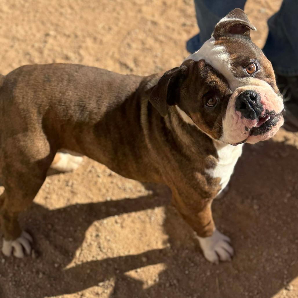 Tinsel, a Adoptable English Bulldog in Loves Park, IL image 3/3