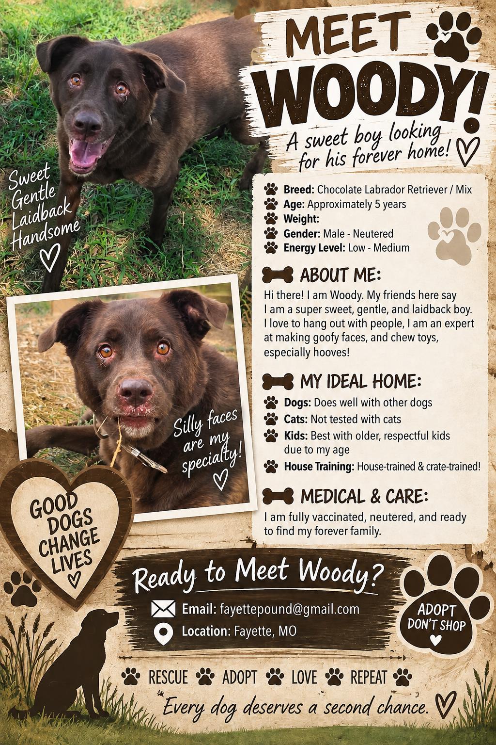 Enlarge Woody, a Adoptable mixed breed in Fayette, MO image 1/1
