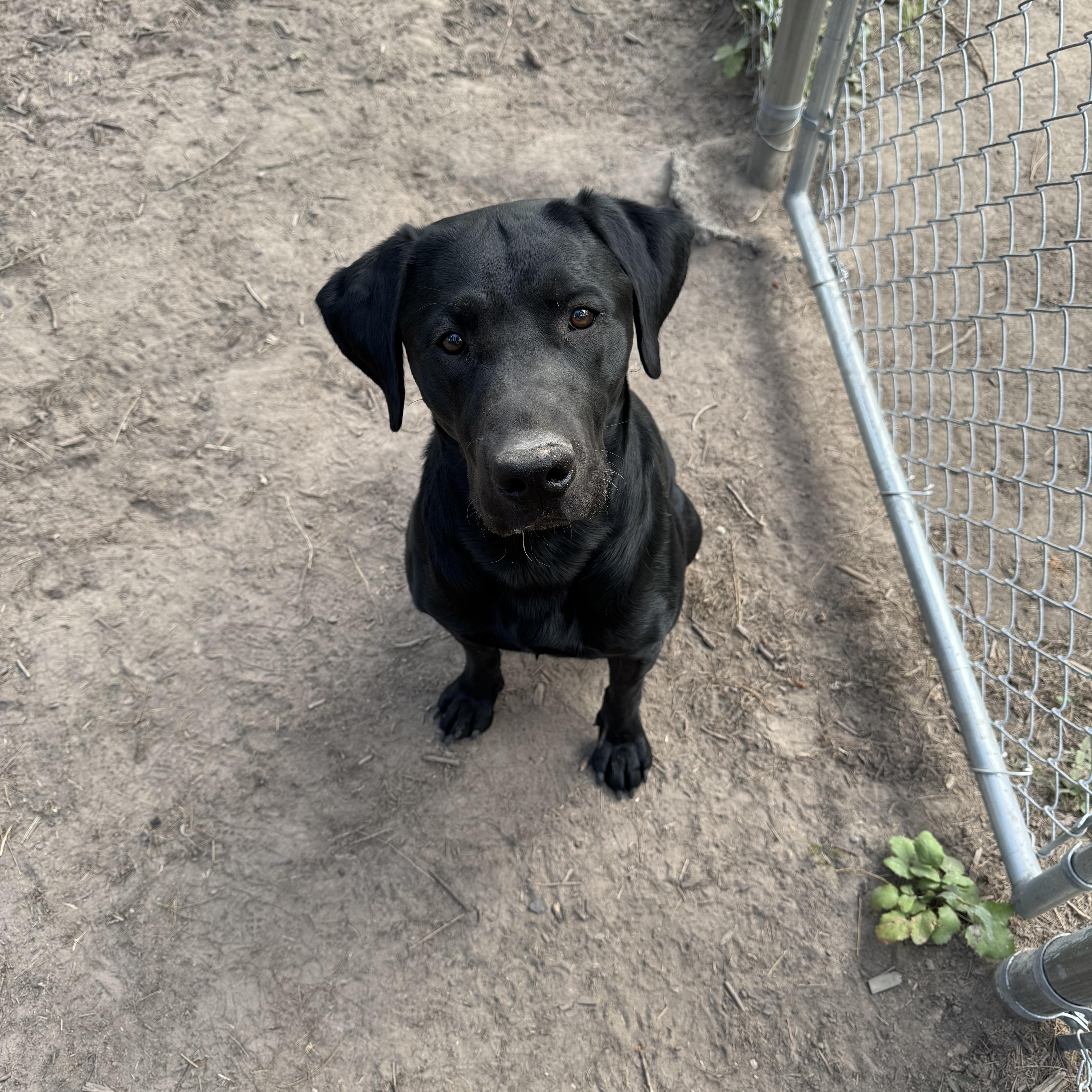 Trigger, a Adoptable Labrador Retriever in Superior, MT image 3/4