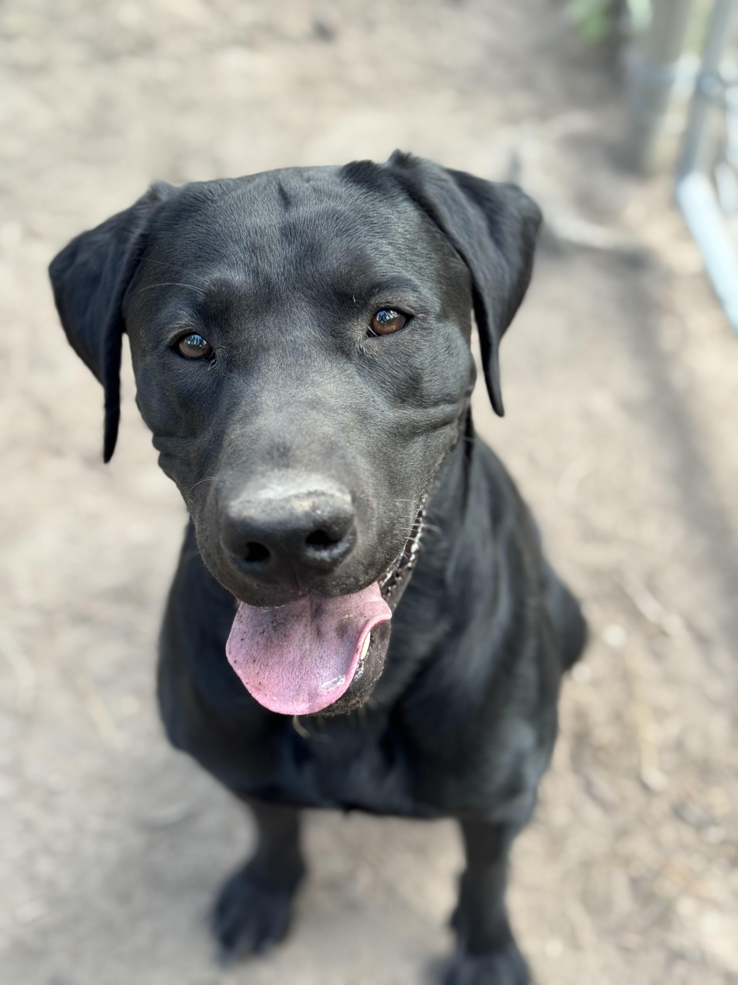 Trigger, Adoptable, Young Male Labrador Retriever.