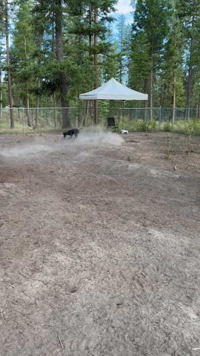 Enlarge Trigger, a Adoptable Labrador Retriever in Superior, MT video 2/4