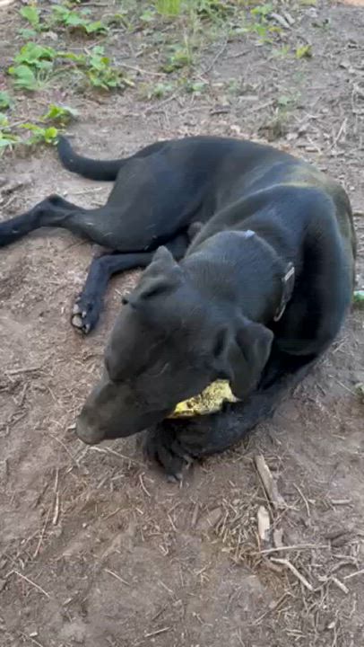 Enlarge Trigger, a Adoptable Labrador Retriever in Superior, MT video 4/4