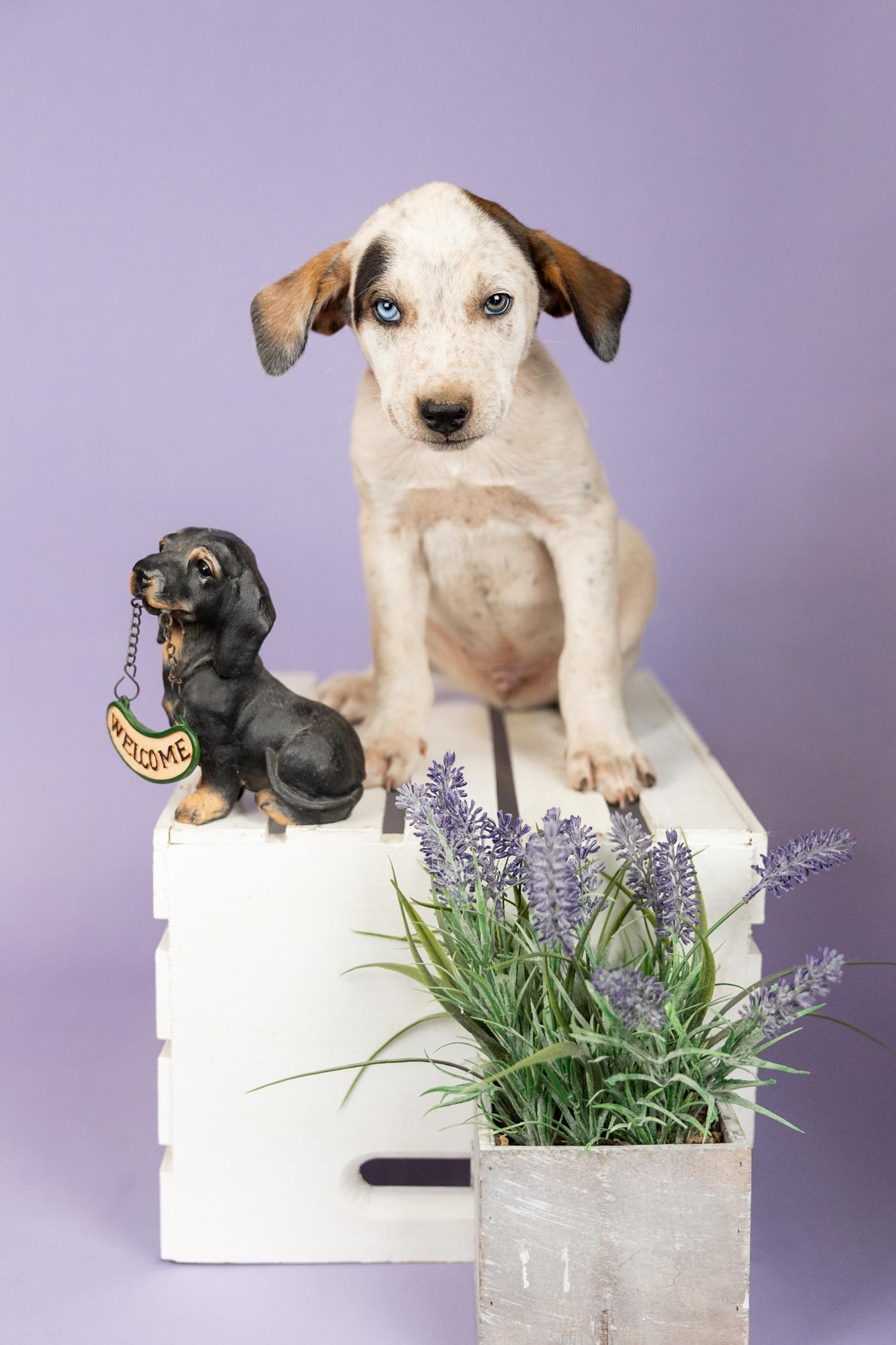 Enlarge 391-26, a ADOPTABLE mixed breed in Brighton, CO image 1/1