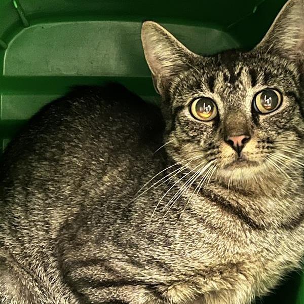 Fuscus, Adoptable, Young Female Domestic Short Hair.